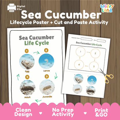 Sea Cucumber Life Cycle Poster and Cut and Paste Activity Worksheets