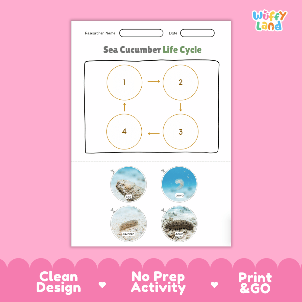 Sea Cucumber Life Cycle Poster and Cut and Paste Activity Worksheets