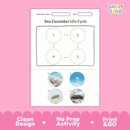 Sea Cucumber Life Cycle Poster and Cut and Paste Activity Worksheets