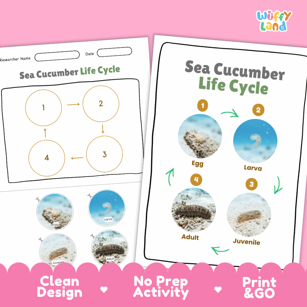Sea Cucumber Life Cycle Poster and Cut and Paste Activity Worksheets