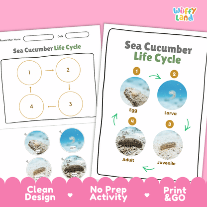 Sea Cucumber Life Cycle Poster and Cut and Paste Activity Worksheets
