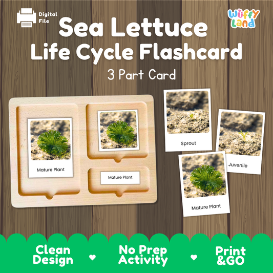A digital product preview of a 'Sea Lettuce Life Cycle Flashcard' set by Wiffy Land, showing a wooden 3-part card tray with labeled photos of sea lettuce growth stages ('Mature Plant', 'Sprout', 'Juvenile') on a wood-grain background.