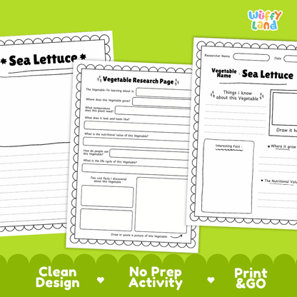 Sea Lettuce Vegetable Research Page Worksheets and Fact Sheet