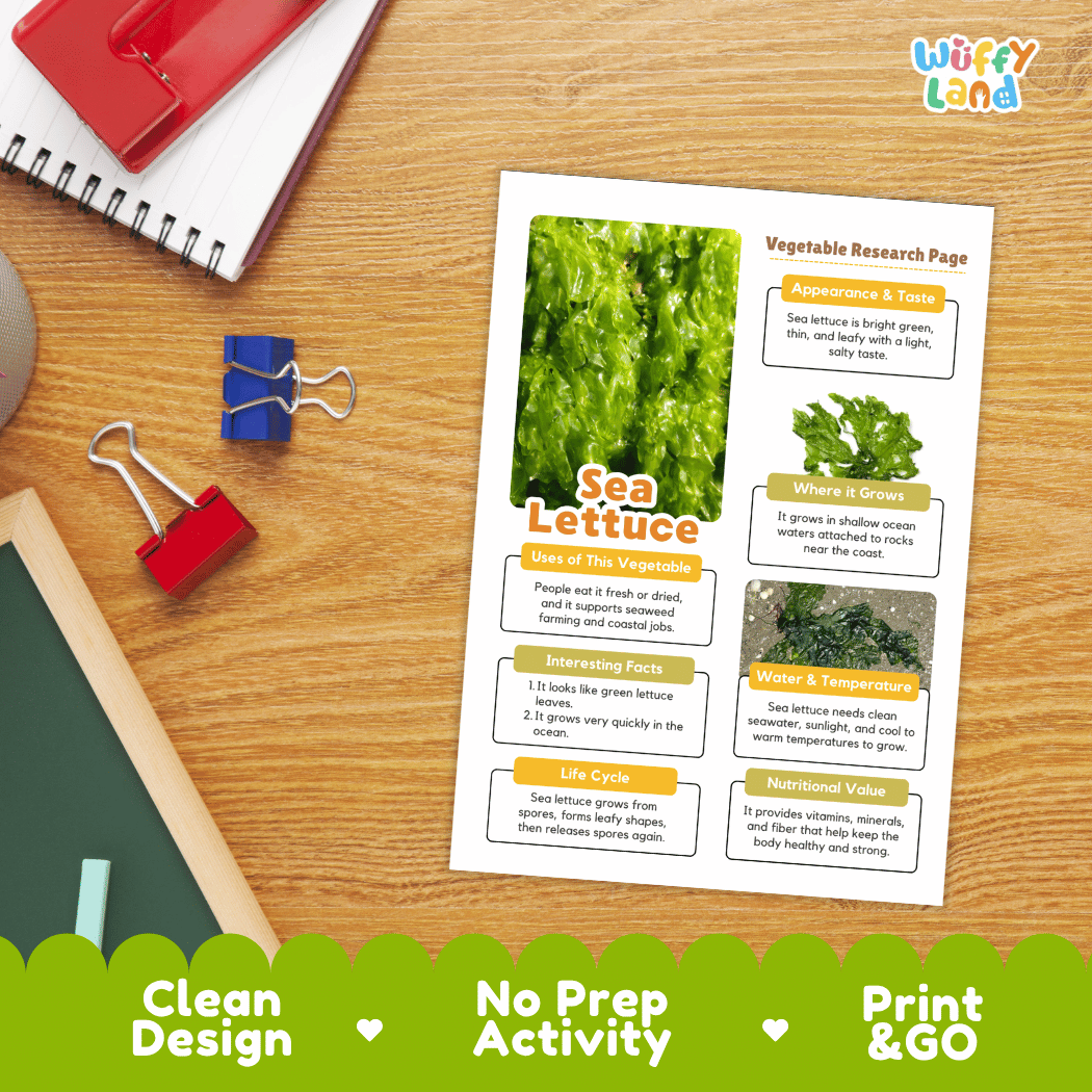 Sea Lettuce Vegetable Research Page Worksheets and Fact Sheet