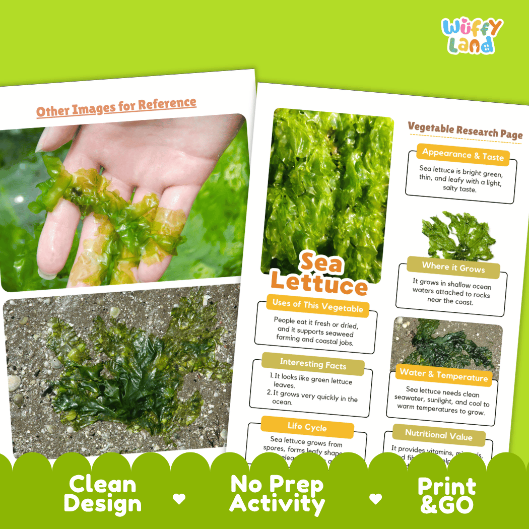 Sea Lettuce Vegetable Research Page Worksheets and Fact Sheet