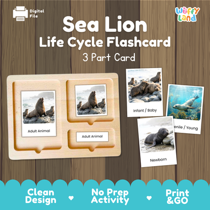 A digital product preview of a 'Sea Lion Life Cycle Flashcard' set by Wiffy Land, showing a wooden 3-part card tray with sample flashcards depicting adult, infant, and newborn sea lions on a wood-grain background.