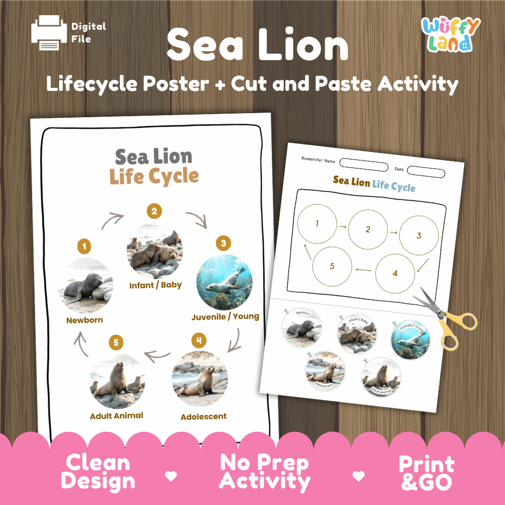 Sea Lion Life Cycle Poster and Cut and Paste Worksheet Activity