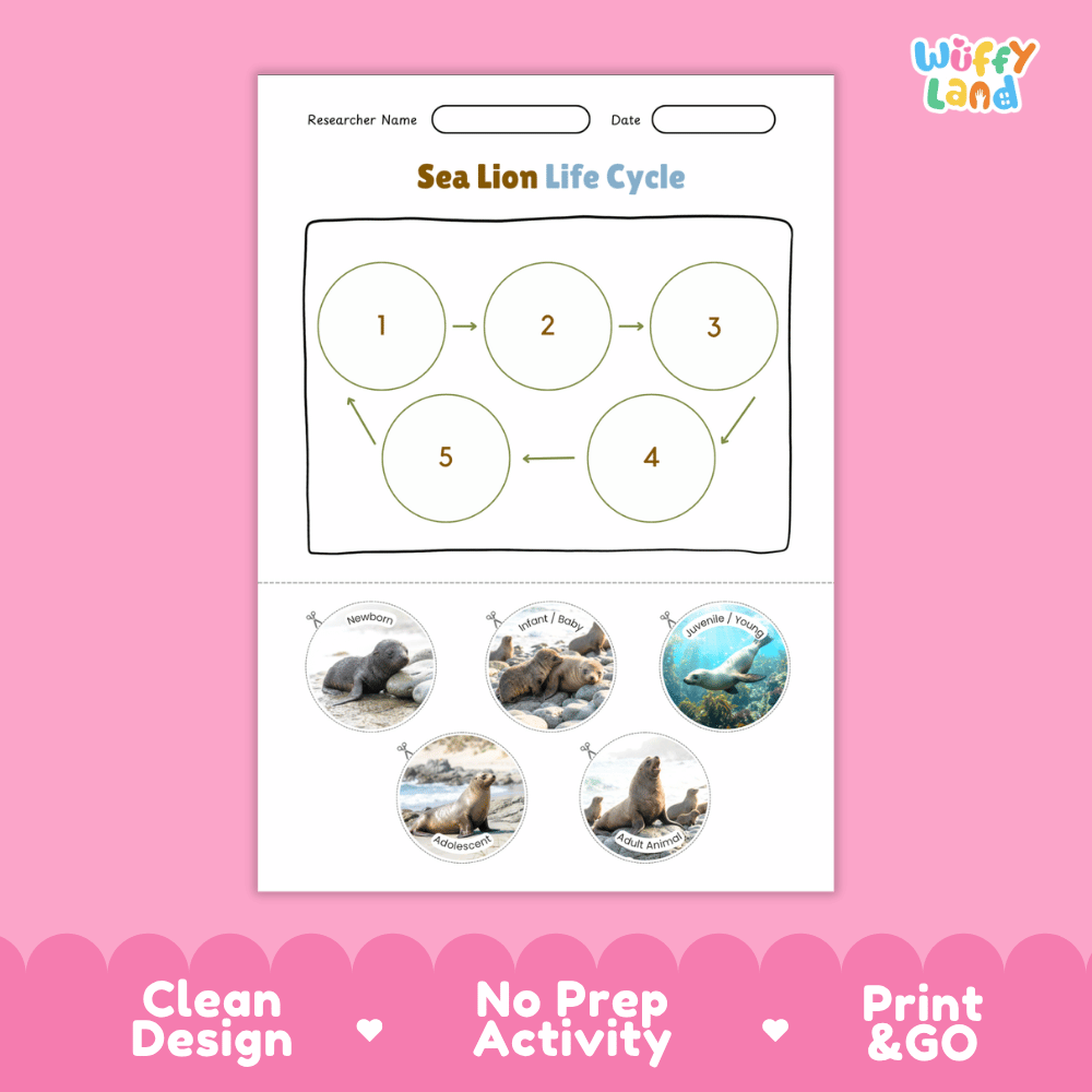 Sea Lion Life Cycle Poster and Cut and Paste Worksheet Activity