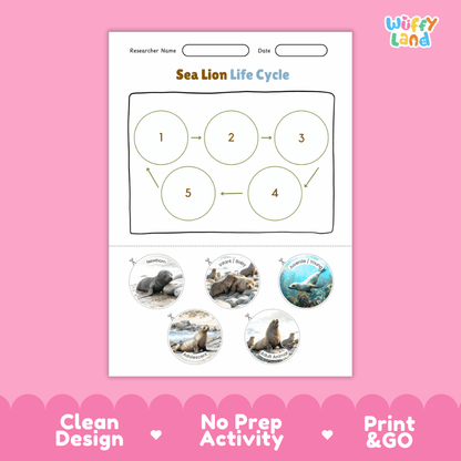 Sea Lion Life Cycle Poster and Cut and Paste Worksheet Activity