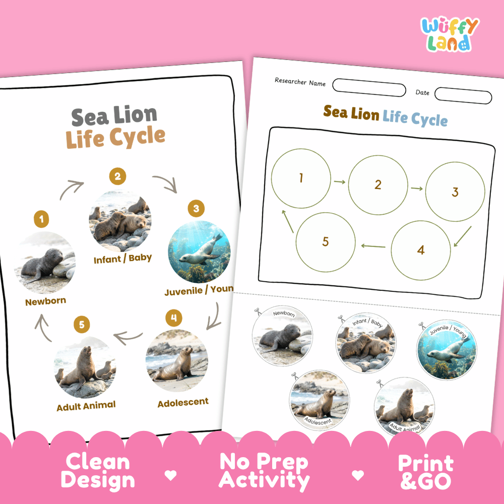 Sea Lion Life Cycle Poster and Cut and Paste Worksheet Activity
