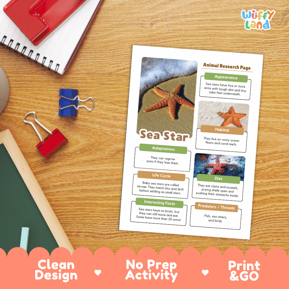 A printed educational activity sheet about sea stars laid on a wooden desk, surrounded by school supplies including a spiral notebook, binder clips, and a red notebook. The sheet has colorful text boxes, a starfish photo, and the title 'Sea Star.