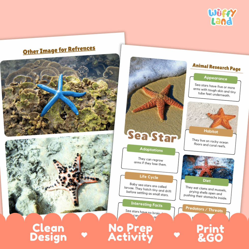 An educational activity sheet about sea stars from the brand Wiffly Land, displayed on a peach background. The sheet features a blue starfish reference photo, an animal research page layout with multiple starfish images, and text highlighting key features like 'Clean Design', 'No Prep Activity', and 'Print & GO'.