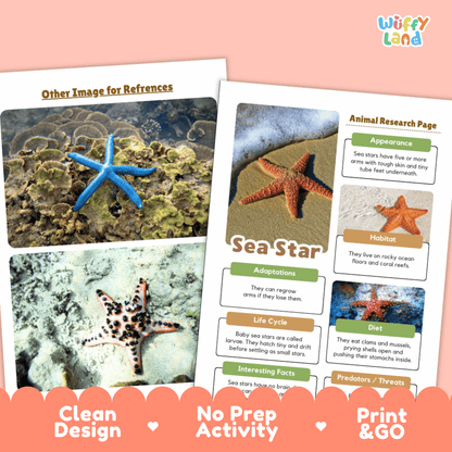 An educational activity sheet about sea stars from the brand Wiffly Land, displayed on a peach background. The sheet features a blue starfish reference photo, an animal research page layout with multiple starfish images, and text highlighting key features like 'Clean Design', 'No Prep Activity', and 'Print & GO'.