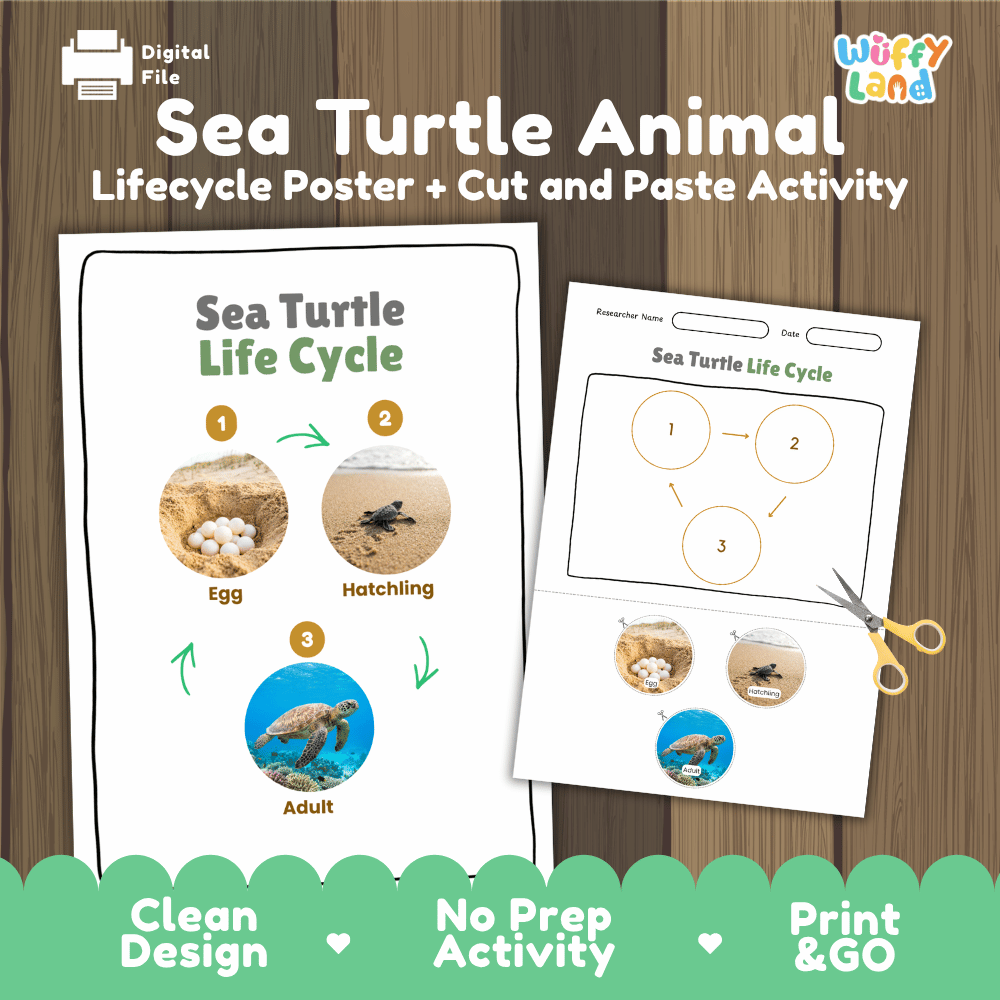 Sea Turtle Animal Life Cycle Poster and Cut and Paste Worksheet Activity