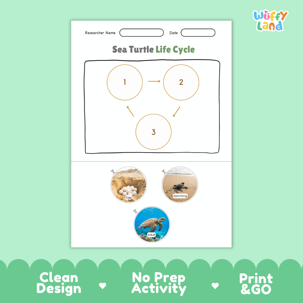 Sea Turtle Animal Life Cycle Poster and Cut and Paste Worksheet Activity