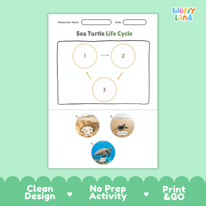 Sea Turtle Animal Life Cycle Poster and Cut and Paste Worksheet Activity