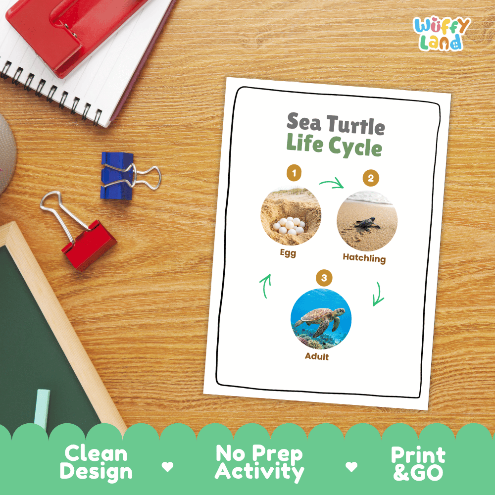 Sea Turtle Animal Life Cycle Poster and Cut and Paste Worksheet Activity