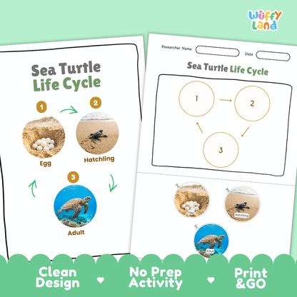 Sea Turtle Animal Life Cycle Poster and Cut and Paste Worksheet Activity