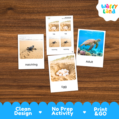 Sea Turtle Life Cycle Flashcards 3 Part Cards Montessori Science Activity