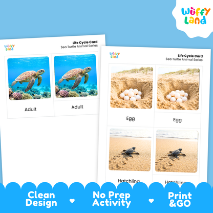 Sea Turtle Life Cycle Flashcards 3 Part Cards Montessori Science Activity