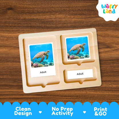Sea Turtle Life Cycle Flashcards 3 Part Cards Montessori Science Activity