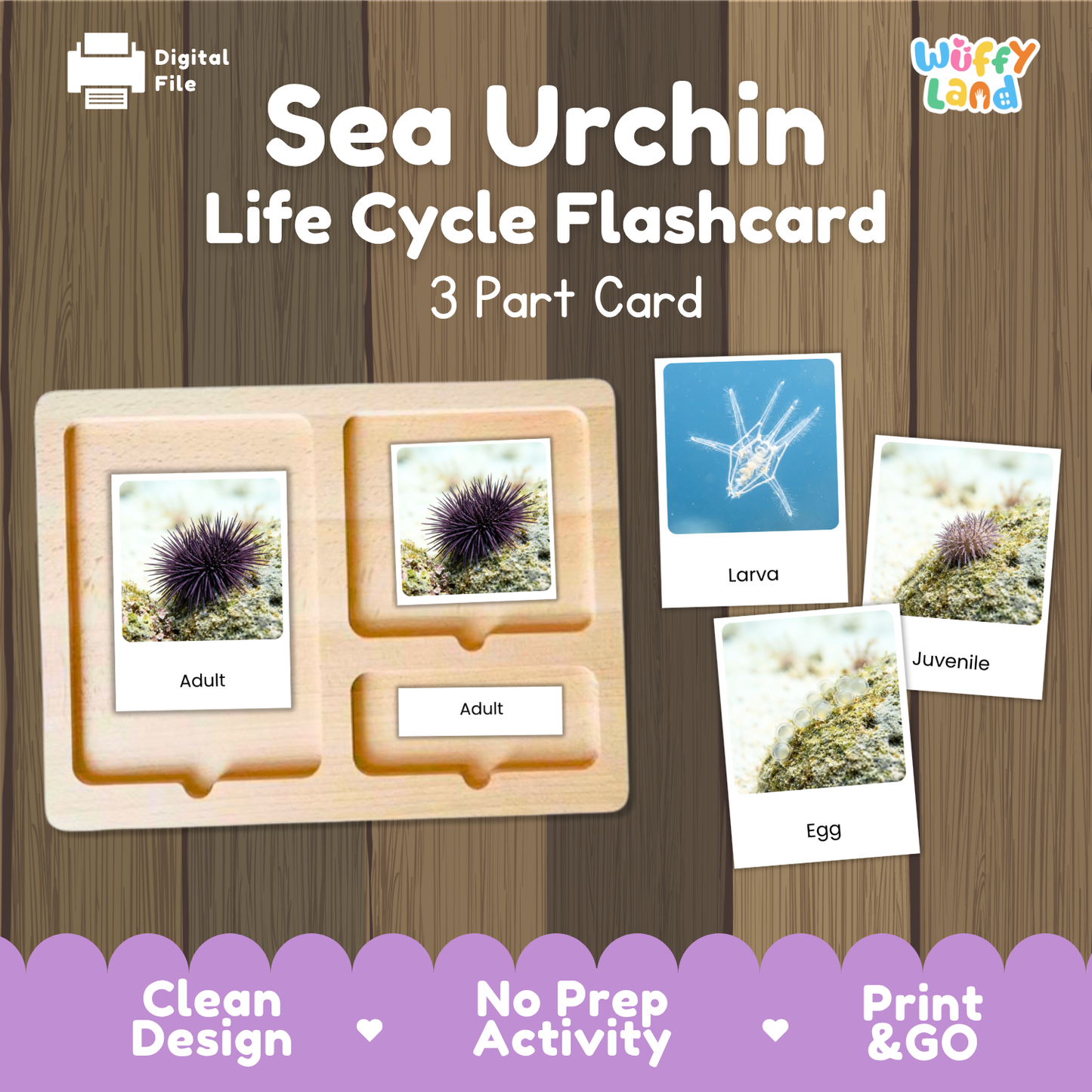 Digital product preview of a Sea Urchin Life Cycle Flashcard set by Wiffy Land, showing a wooden 3-part card tray with labeled sections for Adult, Larva, and Egg, alongside sample flashcards on a wood-textured background.