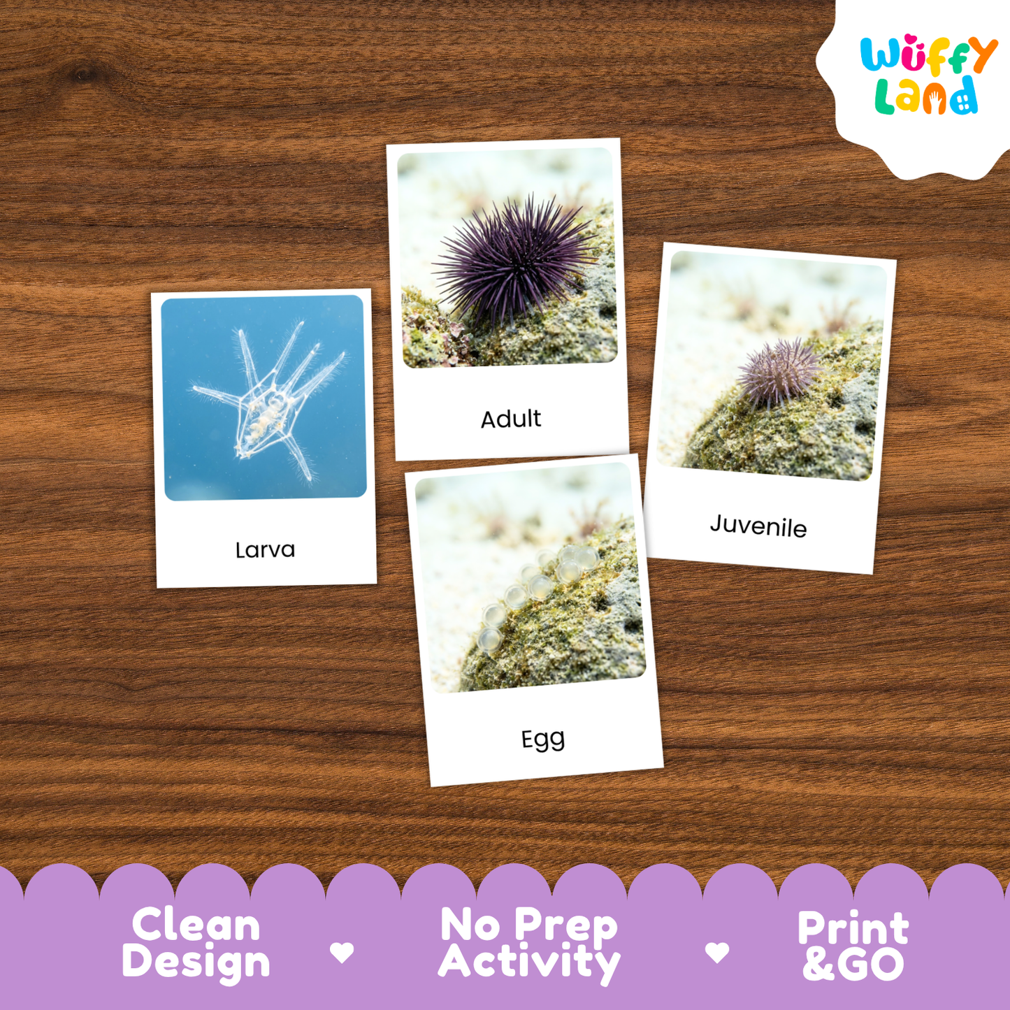 Three educational marine life cards labeled 'Larva', 'Adult', and 'Egg' are arranged on a brown wood background. The cards show labeled photos of a sea urchin in larval, adult, and egg stages.