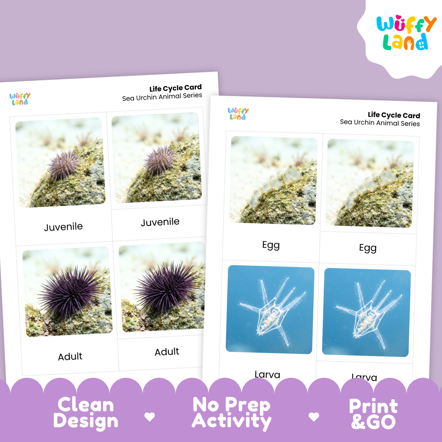 Two printed life cycle cards for sea urchins shown on a lavender background. The cards show labeled photos of juvenile and adult sea urchins and blue larva illustrations.