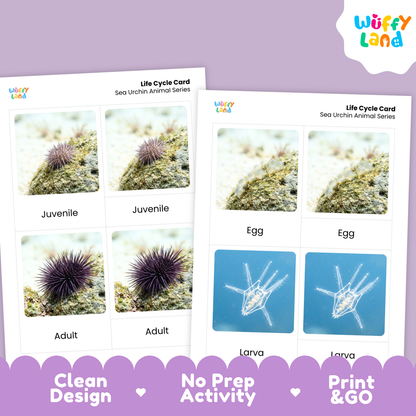 Two printed life cycle cards for sea urchins shown on a lavender background. The cards show labeled photos of juvenile and adult sea urchins and blue larva illustrations.
