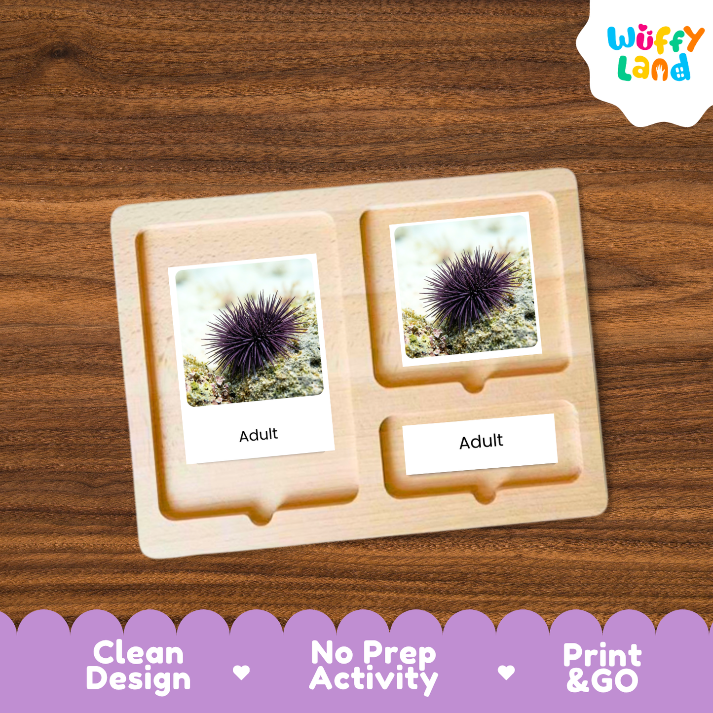A wooden two-compartment activity tray from Wuffy Land, featuring two picture cards of an adult sea urchin and one blank 'Adult' card, displayed on a dark wood background with promotional text at the bottom.