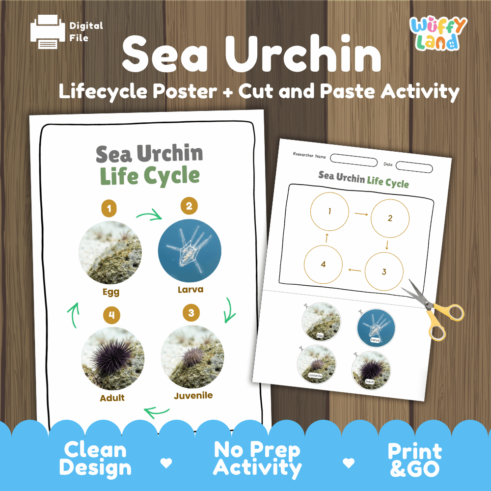 Sea Urchin Life Cycle Poster and Cut and Paste Activity Worksheets