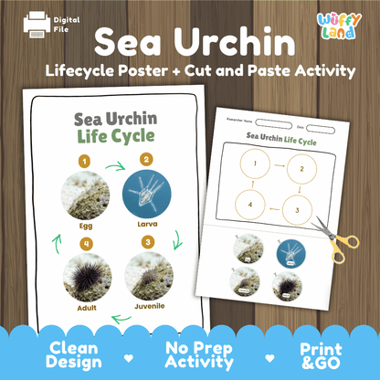 Sea Urchin Life Cycle Poster and Cut and Paste Activity Worksheets