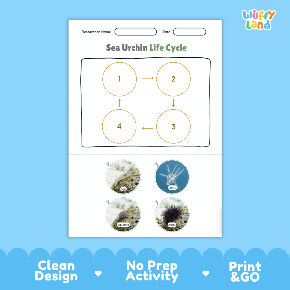 Sea Urchin Life Cycle Poster and Cut and Paste Activity Worksheets