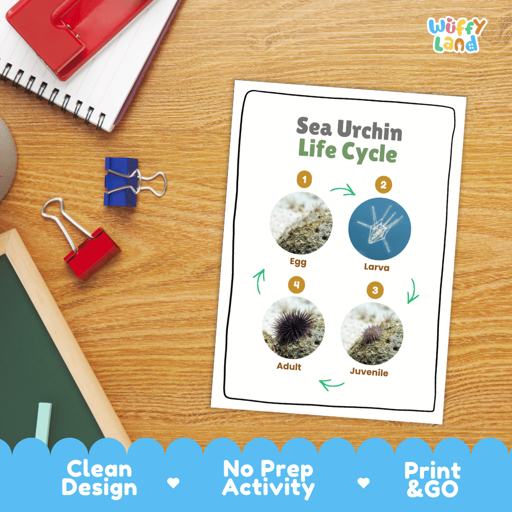 Sea Urchin Life Cycle Poster and Cut and Paste Activity Worksheets