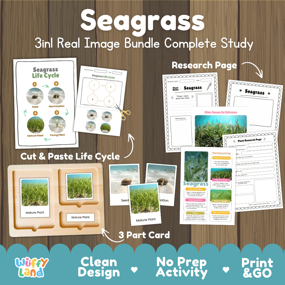 Seagrass plant 3in1 real image bundle complete study printable featuring life cycle cut and paste worksheets, Montessori 3-part cards, and research pages