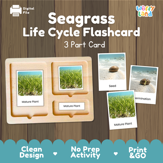 Montessori three part cards featuring real photographic images of seagrass underwater growth stages and mature ocean meadows displayed on a wooden tray