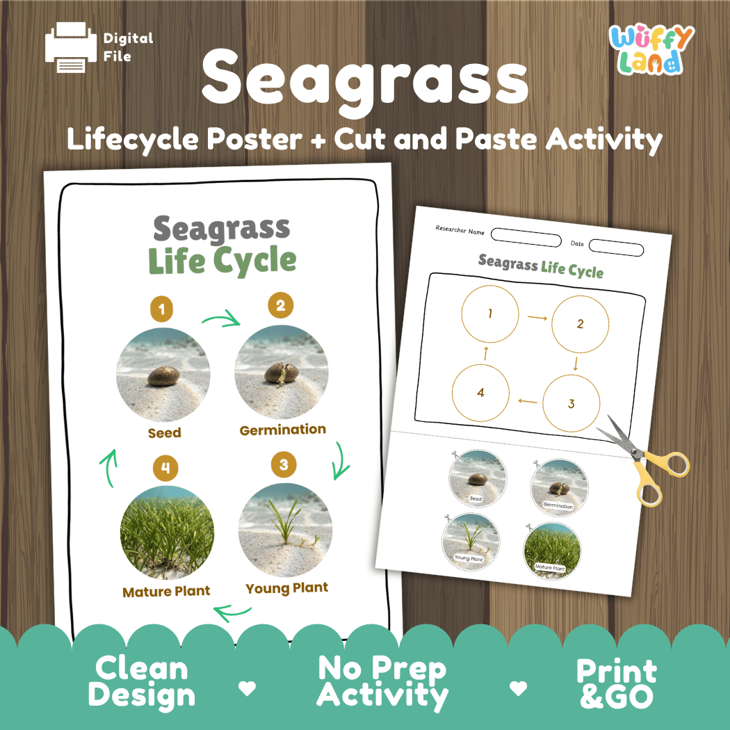 Seagrass Life Cycle Poster and Cut and Paste Activity Worksheets