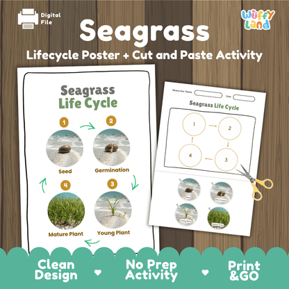 Seagrass Life Cycle Poster and Cut and Paste Activity Worksheets