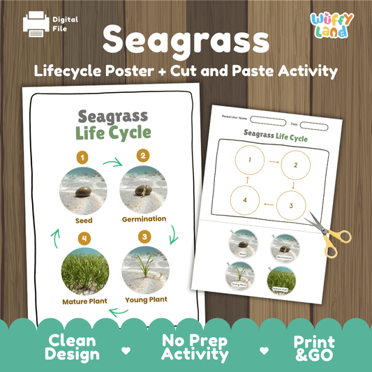 Educational seagrass marine plant life cycle cut and paste sequencing worksheet with real photos showing seed, germination, young plant, and mature plant