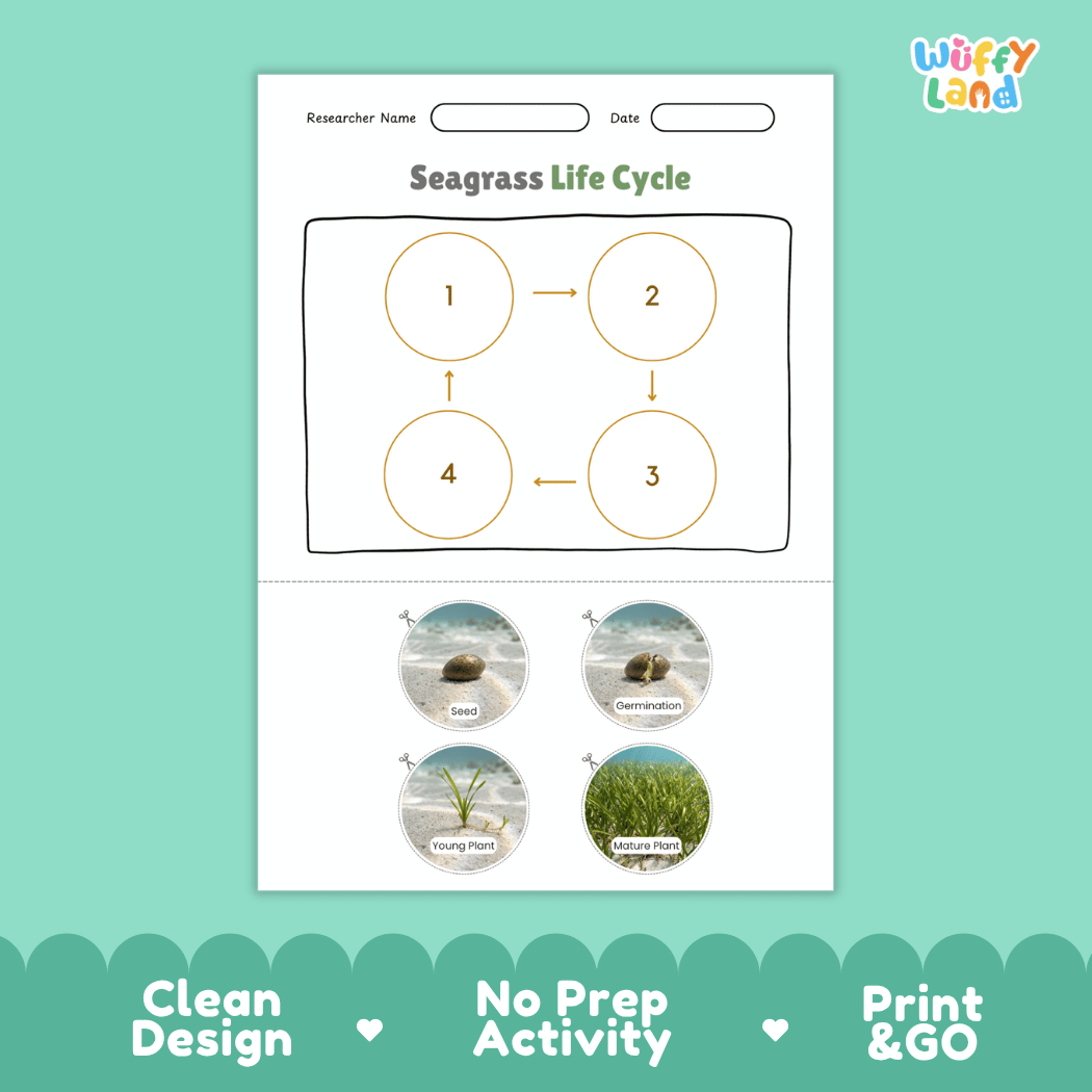 Seagrass Life Cycle Poster and Cut and Paste Activity Worksheets