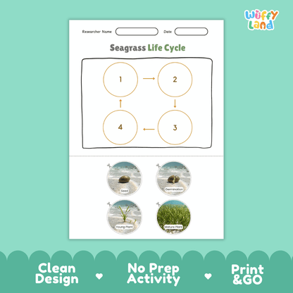 Seagrass Life Cycle Poster and Cut and Paste Activity Worksheets