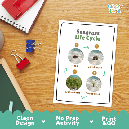 Seagrass Life Cycle Poster and Cut and Paste Activity Worksheets