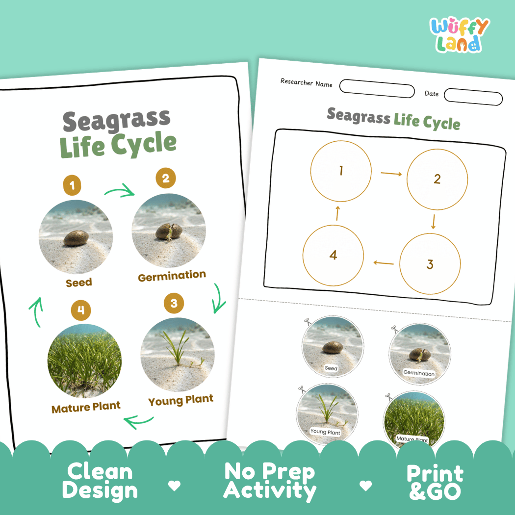 Seagrass Life Cycle Poster and Cut and Paste Activity Worksheets