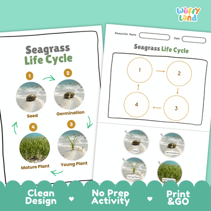 Seagrass Life Cycle Poster and Cut and Paste Activity Worksheets