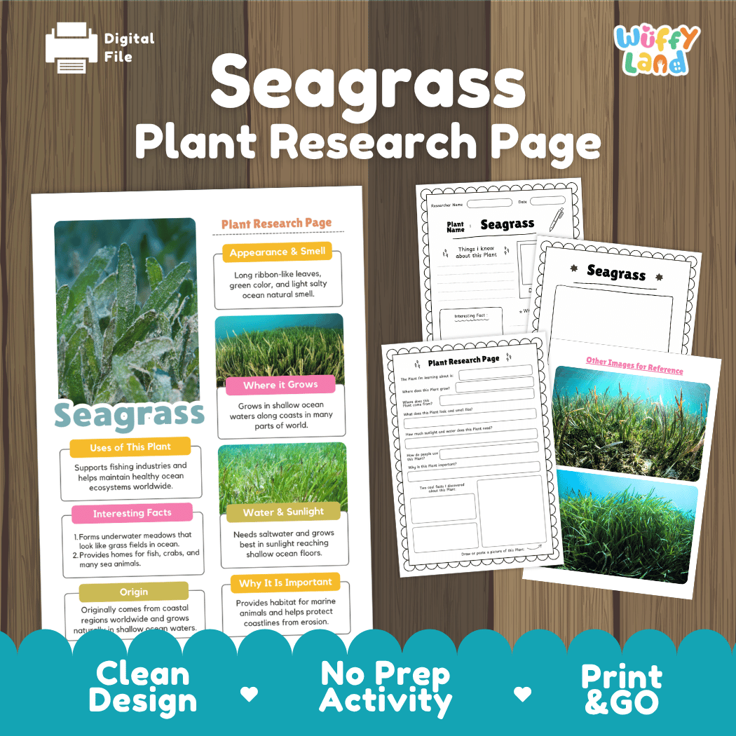 A digital preview of a 'Seagrass Plant Research Page' activity sheet set by Wiffy Land, displayed on a dark wood background. The graphic shows the main colorful poster page, a black-and-white worksheet, and a third-page activity layout.