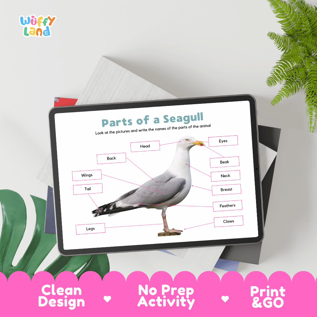 Hands-on seagull anatomy cut and paste worksheet with printable word tags, callout pointer lines, and scissors graphic