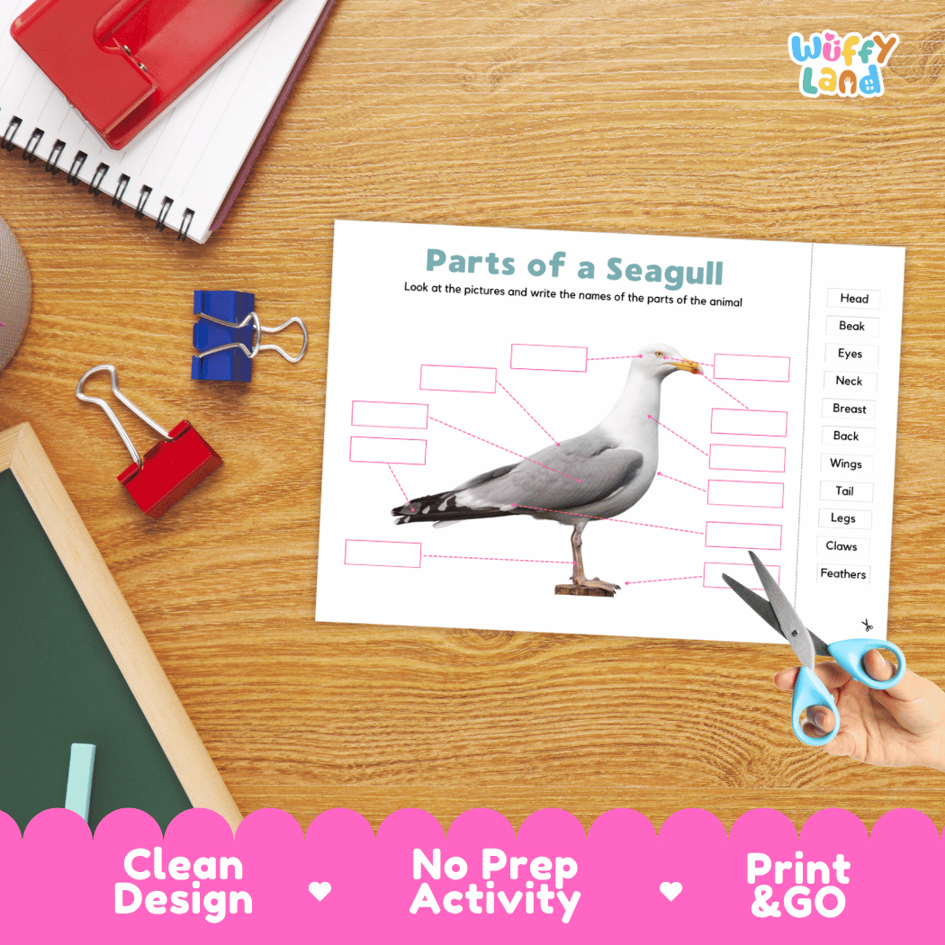Differentiated seagull body parts labeling worksheets featuring fill-in write-in boxes and vocabulary word bank