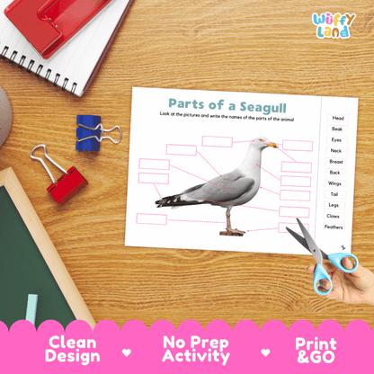 Differentiated seagull body parts labeling worksheets featuring fill-in write-in boxes and vocabulary word bank