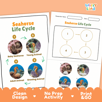 Seahorse Life Cycle Poster and Cut and Paste Activity Worksheets