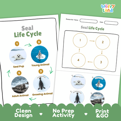 Seal Life Cycle Poster and Cut and Paste Activity Worksheets